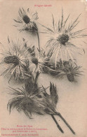 FLEURS - Gringium Spinalbo - Reines Des Alpes - Fleur Se Trouvant Dans Le Vallon Du Lauzannier - Carte Postale Ancienne - Flores