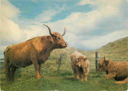 Animaux - Vaches - Ecosse - Scotland - Highland Cattle In Scotland - CPM - Voir Scans Recto-Verso - Koeien