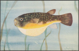 The Puffer Or Globe-Fish, Madras Fishes, C.1910s - Madras Aquarium Postcard - Fish & Shellfish