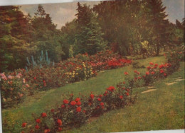 103911 - Sangerhausen - Rosarium - 1973 - Sangerhausen