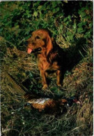 Chien De Chasse Devant Un Faisan. -  En Sologne Il Attend Sa Récompense. 1956 - Dogs