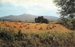 Wales Brecon - The Beacons From Crug Hill - Breconshire