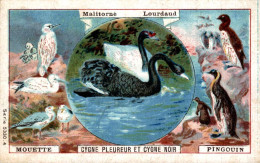 CHROMO PHOSCAO MALITORNE LOURDAUD MOUETTE ARGENTEE CYGNE PLEUREUR ET PINGOUIN - Sonstige & Ohne Zuordnung