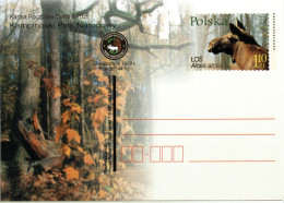 POLAND, Postcard, Elk     /    POLOGNE, Carte Postal, L`élan - Animalez De Caza