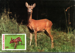 ROMANIA Postcard, Deer      /    RUMANIE  Carte Postal, Chevreuil, Faon - Wild