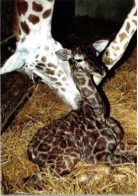 ZOO De La PALMYRE. -  Girafe Zoe Et Son Bébé Avila Née Au Zoo Le 15 Octobre 1993.  Non Circulée - Giraffen