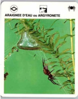 Araignée D'eau Ou Argyronete. -  Araignée Sous-marine.  Fiche Collection Livre De Paris  1974 - Insetti