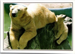 Zoo De La PALMYRE. -  Ourson Avec Sa Mère Ours Blanc. - Bears