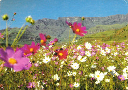 COSMOS, FLOWERING IN NATAL, SOUTH AFRICA. Circa 1984 USED POSTCARD M7 - Südafrika