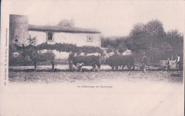 Au Temps Des Labours, Attelage De 4 Boeufs Et D'un Cheval à La Charrue En Auvergne (21) - Equipos