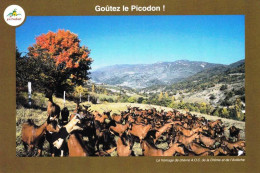 Publicité - Goutez Le PICODON - Fromage De Chevre AOC De La Drome Et De L Ardeche - Werbepostkarten