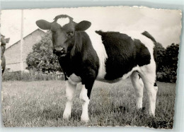 39159203 - Scan Verzogen - Cows