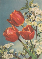 Tulpen In Obstbaumblüten Ngl #D7088 - Non Classés