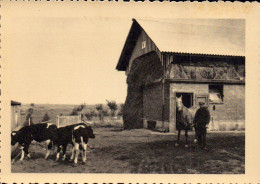 BRAINE-l'ALLEUD Collège Cardinal-Mercier Un Coin De La Ferme (veaux, Cheval,..) - Eigenbrakel