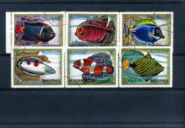 Manama - Vissen                                         - Fishes