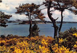 L ILE AUX MOINES Vue Generale Sur Le Golfe 24(scan Recto-verso) MA1066 - Ile Aux Moines