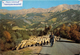  TRANSHUMANCE Mouton Moutons Paysages De Provence  6(scan Recto-verso) MA1086 - Viehzucht