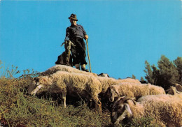  TRANSHUMANCE Mouton Moutons Dans Nos Montagnes Moutons Au Paturage 16(scan Recto-verso) MA1086 - Elevage