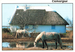 ANIMAUX & FAUNE - Camargue - Camargue Avec Les Gardians - Chevaux - Carte Postale - Horses