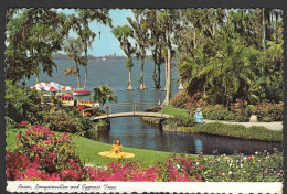 Orlando  Florida - Cypress Gardens - Roses And Bougainvillea Around In A Wonderland Of Tropical Beauty - Orlando