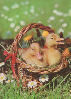 PASQUA UOVO Vintage Cartolina CPSM #PBO223.A - Easter