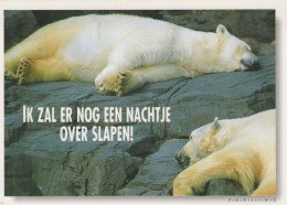 GEBÄREN Tier Vintage Ansichtskarte Postkarte CPSM #PBS274.A - Ours