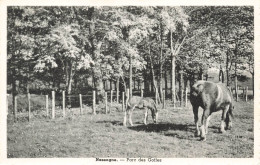 BELGIQUE - Nassogne - Par Ces Goffes - Chevaux - Vue Générale - Carte Postale Ancienne - Bievre