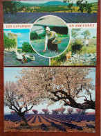 RÉGION - PROVENCE - Champs De Lavande Avec Amandiers / Cueillette. (Lot De 2 Cartes) - Provence-Alpes-Côte D'Azur