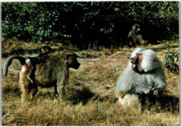 Famille De BABOUINS. -  Réserve Du Pal St Pourçain Sur Besbre. - Monkeys