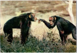 CHIMPANZES.   Faute Africaine - Monkeys