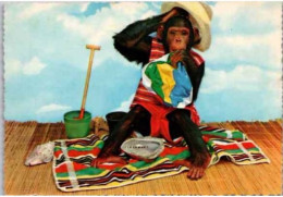 CHIMPANZE à La Plage. .   Carte Humoristique. - Affen