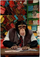 CHIMPANZE Jouant Aux Cartes  .   Carte Humoristique.  Souvenir De Valsas Plage - Monkeys
