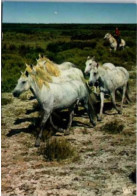 CHEVAUX CAMARGUE Et Gardians Dans Les Marais Desséchés. - Horses