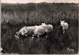 CHEVAUX CAMARGUE Et Gardians Dans Les Marais.    1960 - Paarden