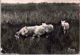 CHEVAUX CAMARGUE Et Gardians Dans Les Marais.    1960 - Chevaux