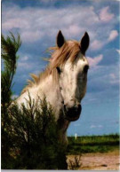 CHEVAL CAMARGUAIS    1974 - Paarden