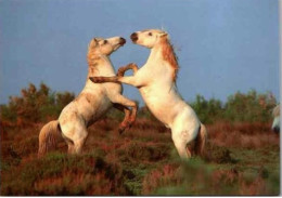 CHEVAL CAMARGUAIS    Etalons Camarguais En Combat. - Paarden