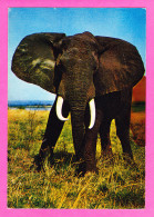 Animaux-189P53 La Faune Africaine, Un éléphant - Éléphants