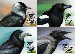 Belarus - 2024 - Birds - Corvids - Maximum Cards Set - Bielorrusia