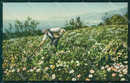 Imperia Sanremo Raccolta Di Fiori Cartolina ZG2860 - Imperia