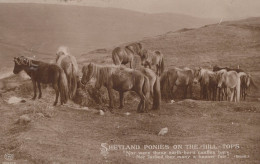 DONKEY Animals Vintage Antique Old CPA Postcard #PAA322.GB - Donkeys