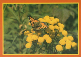 BUTTERFLIES Animals Vintage Postcard CPSM #PBS471.GB - Farfalle