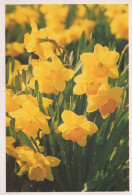 FLOWERS Vintage Postcard CPSM #PAR314.GB - Fleurs