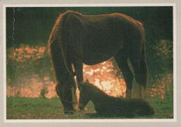 CABALLO Animales Vintage Tarjeta Postal CPSM #PBR878.ES - Chevaux