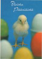 PASQUA POLLO UOVO Vintage Cartolina CPSM #PBO988.IT - Easter