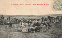 Ambonnay * 1905 * Scène De Vendanges , Cueillette Et épluchage Des Raisins * Vendangeurs Vin Vignes Vignoble - Autres & Non Classés