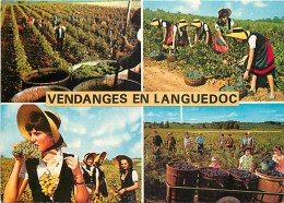 Vignes - Languedoc - Multivues - Vendanges - Folklore - CPM - Voir Scans Recto-Verso - Viñedos