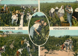 Vignes - Vendanges - Multivues - Carte Dentelée - CPSM Grand Format - Voir Scans Recto-Verso - Viñedos