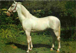 Animaux - Chevaux - Portrait De Cheval - CPM - Voir Scans Recto-Verso - Paarden