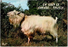 BOUC. -  Carte Humoristique. " Ca Sent Le Chèvre ... Feuille "    1970. - Altri & Non Classificati